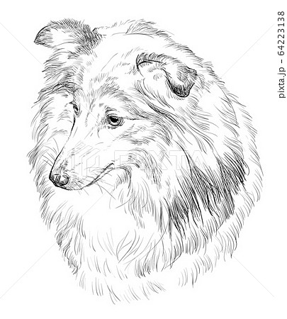 Sheltie Vector Hand Drawing Portraitのイラスト素材