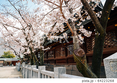 Osaka Tenmangu Shrine with cherry blossoms in Osaka, Japan Osaka Tenmangu Shrine with cherry blossoms in Osaka, Japan 64223268