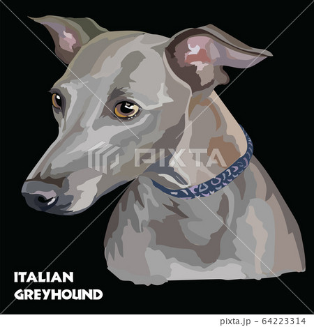 Italian Greyhound colorful vector portrait 64223314