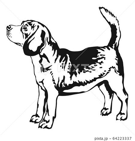Decorative Standing Portrait Of Beagle Vectorのイラスト素材