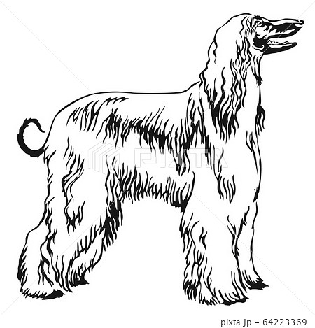 Decorative standing portrait of Afghan greyhound 64223369