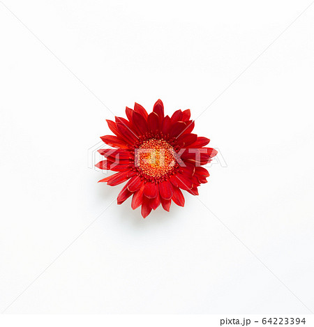 Red gerbera daisy flower on white background. Floral composition, flat lay, top view, copy space Red gerbera daisy flower on white background. Floral composition, flat lay, top view, copy space 64223394
