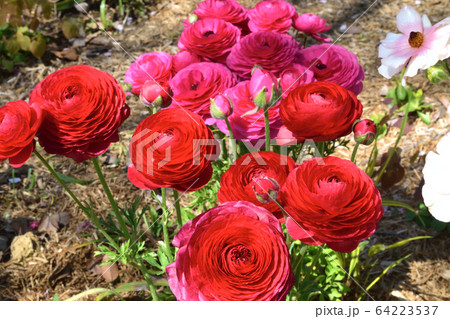 花・ラナンキュラス 花・ラナンキュラス 64223537