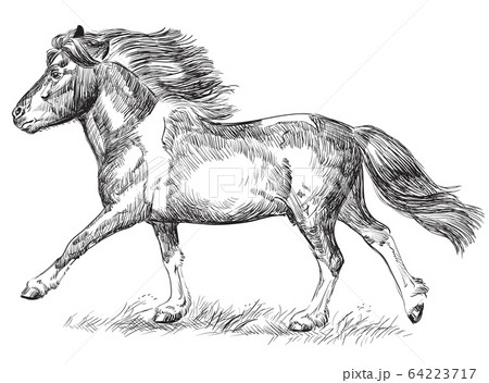 Hand Drawing Image Pony Gallopingのイラスト素材