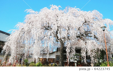 本満寺 本満寺 64223745