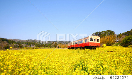小湊鐵道の石神の菜の花畑 64224574