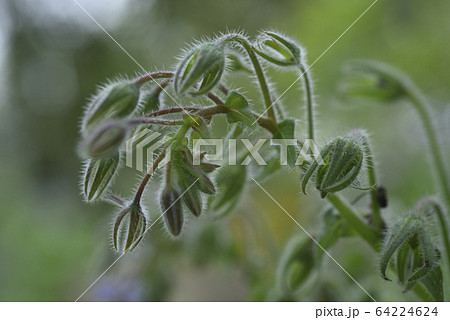 花 フラワー お花 64224624