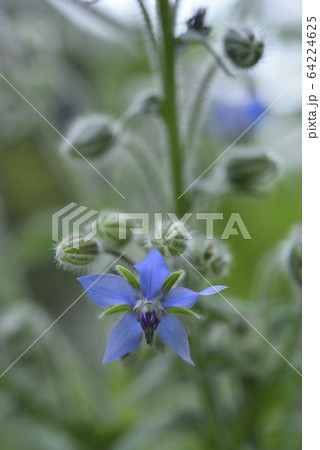 花 フラワー お花 64224625