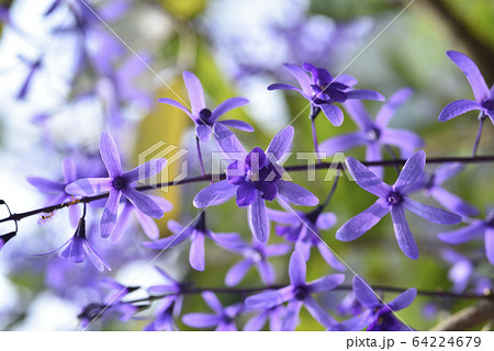 花 フラワー お花 64224679