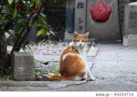 茶白の野良ネコ 睨むの写真素材