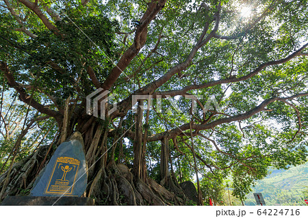 バンヤンの木 ベトナム バンヤンの木 ベトナム 64224716