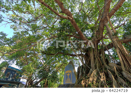 バンヤンの木 ベトナム バンヤンの木 ベトナム 64224719