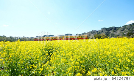 小湊鐵道の石神の菜の花畑 64224797