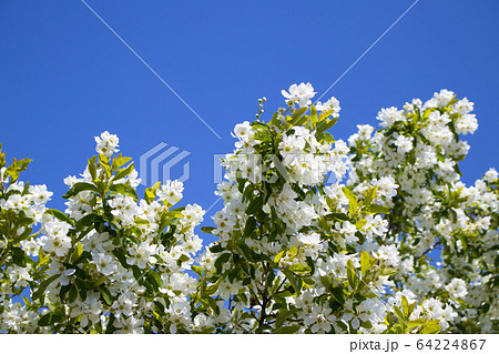 ズミの木 ズミの木 64224867