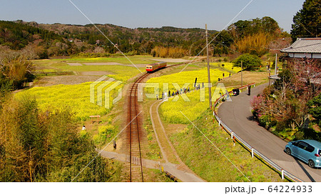 小湊鐵道の石神の菜の花畑 64224933