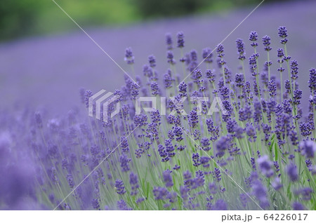 富良野のラベンダー 64226017