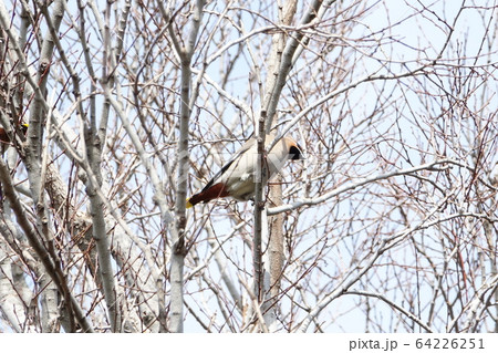 キレンジャク（黄連雀）、　レンジャク（連雀） 64226251