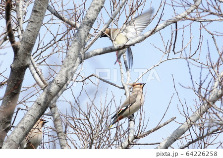 キレンジャク（黄連雀）、　レンジャク（連雀） 64226258