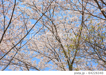 桜の花 ソメイヨシノ 桜の花 ソメイヨシノ 64226340