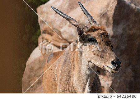 Common Eland is in the zoo in Hsinchu, Taiwan. 64226486