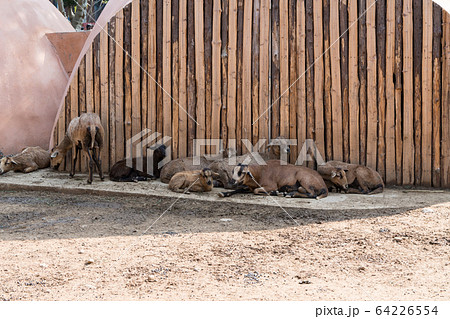Common Eland is in the zoo in Hsinchu, Taiwan. 64226554