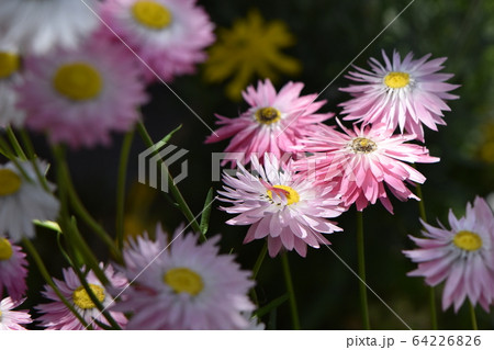 春の花遊庭に咲くかわいい花たち 春の花遊庭に咲くかわいい花たち 64226826