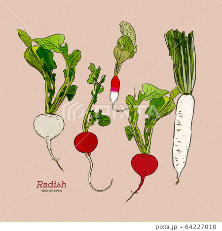 Radish, hand draw sketch vector. Radish, hand draw sketch vector. 64227010