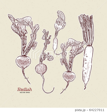 Radish, hand draw sketch vector. Radish, hand draw sketch vector. 64227011