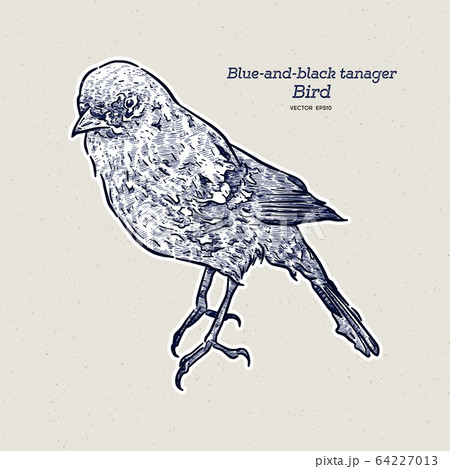 The blue-and-black tanager (Tangara vassorii) hand The blue-and-black tanager (Tangara vassorii) hand 64227013