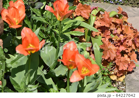 春の花遊庭に咲くかわいい花たち 春の花遊庭に咲くかわいい花たち 64227042