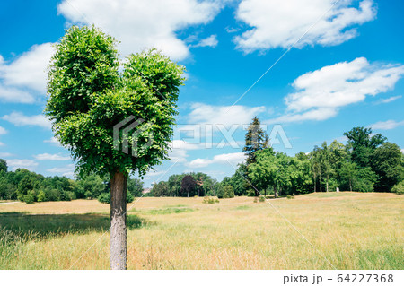 Heart shape tree at Sanssouci park in Potsdam, Germany Heart shape tree at Sanssouci park in Potsdam, Germany 64227368