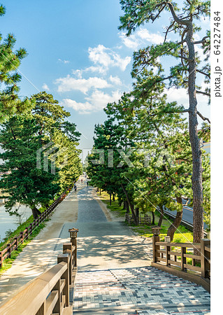 日光街道 国指定名勝 草加松原 64227484