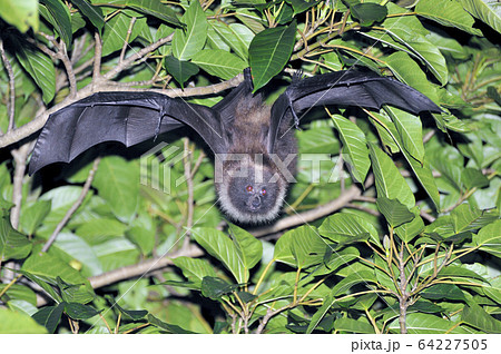 ヤエヤマオオコウモリ（沖縄県・石垣島） 64227505