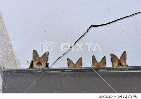 ねぐらから出てきたウサギコウモリ 北海道 鶴居村 の写真素材