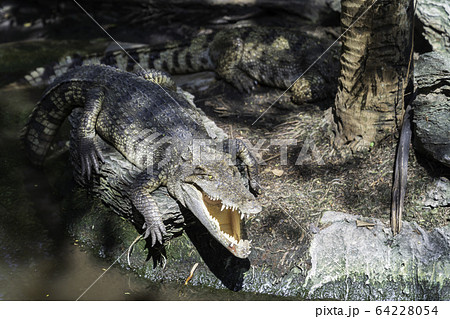 Asia big crocodile. Asia big crocodile. 64228054