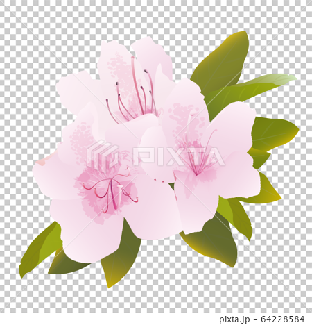 薄いピンク色のつつじの花のイラスト素材