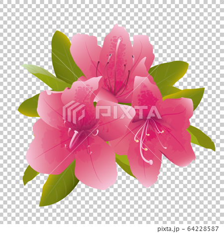 濃いピンク色のつつじの花のイラスト素材