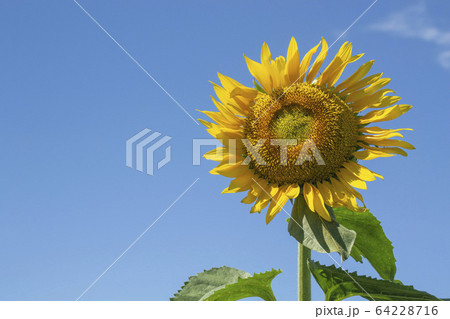 ひまわりと青空 ひまわりと青空 64228716