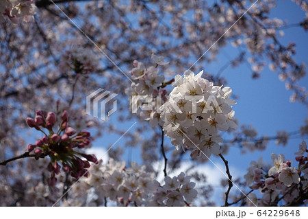 満開の桜　ソメイヨシノ 64229648