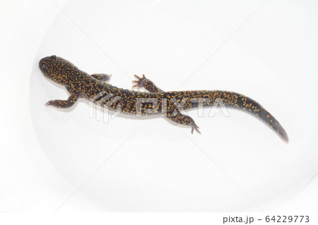 ヒガシヒダサンショウウオ 64229773