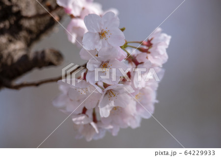 桜風景　ソメイヨシノ　春 64229933