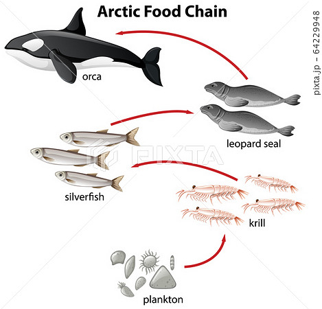 Diagram of arctic food chain from plantons to orcaのイラスト素材 