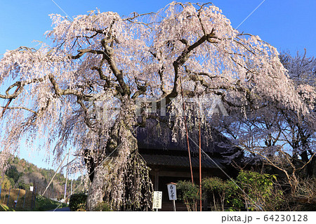 西光寺 64230128