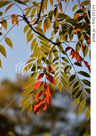 櫨紅葉、向島百花園 64230144