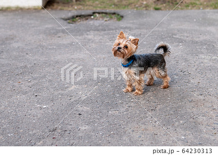 Yorkshirskiy Terrier in the city, on the walk. Yorkshirskiy Terrier in the city, on the walk. 64230313