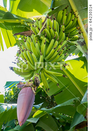 バナナの木になる実と花 沖縄 夏 昼間 縦の写真素材