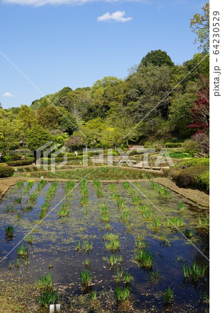 町田市の薬師池公園 町田市の薬師池公園 64230529