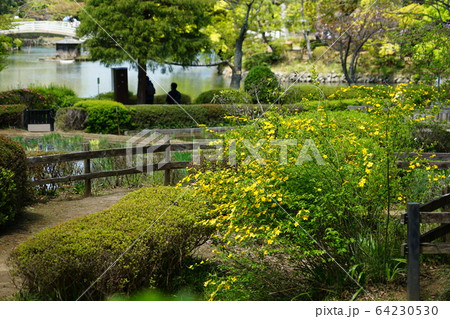 町田市の薬師池公園 町田市の薬師池公園 64230530