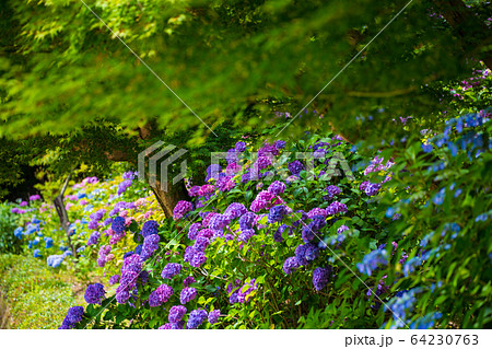 紫陽花 三原三景園の紫陽花の写真素材