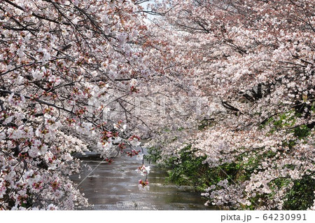 町田市 恩田川の桜並木の写真素材
